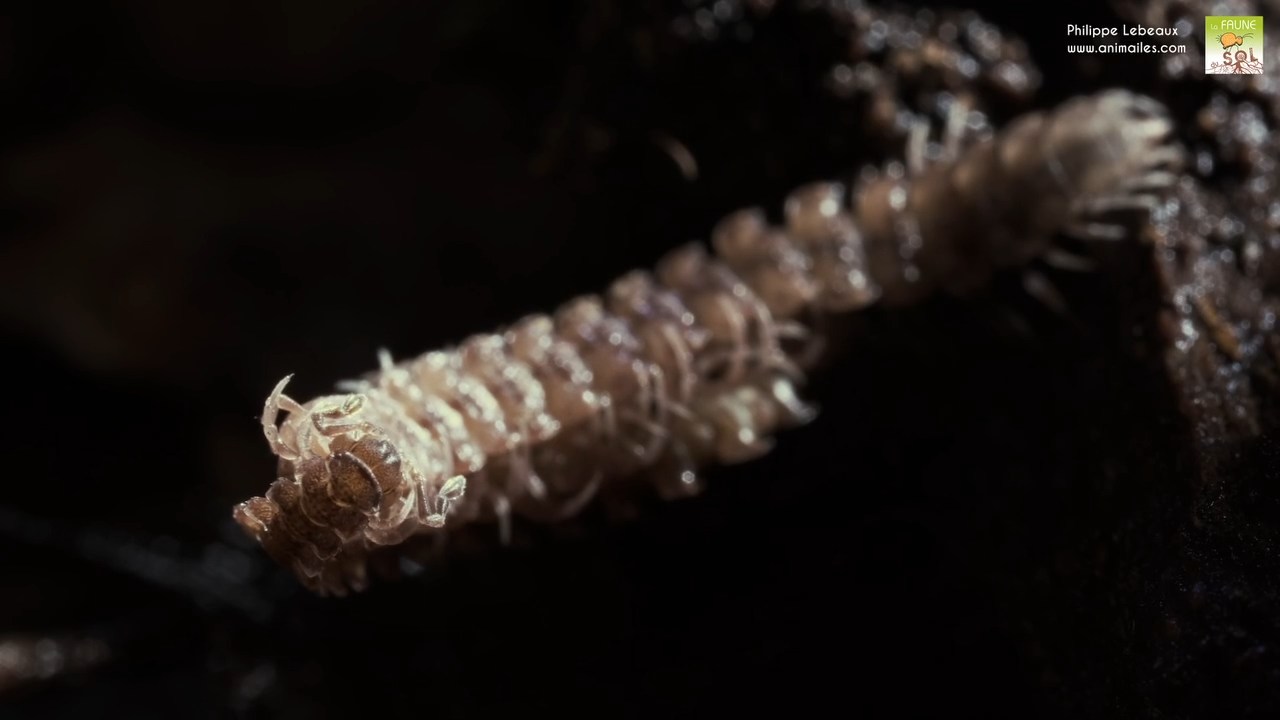 Parade d'accouplement Polydesmus angustus