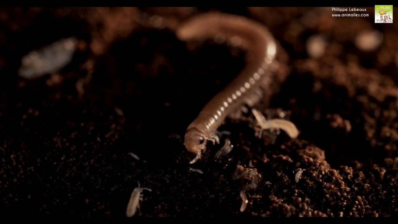 Géophile sp. avec collemboles folsomia
