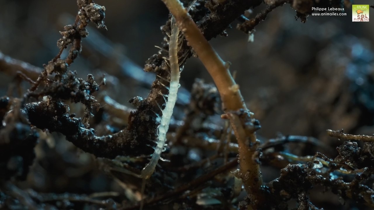 Lithobius sp. juvénile qui s'enfonce dans l'humus