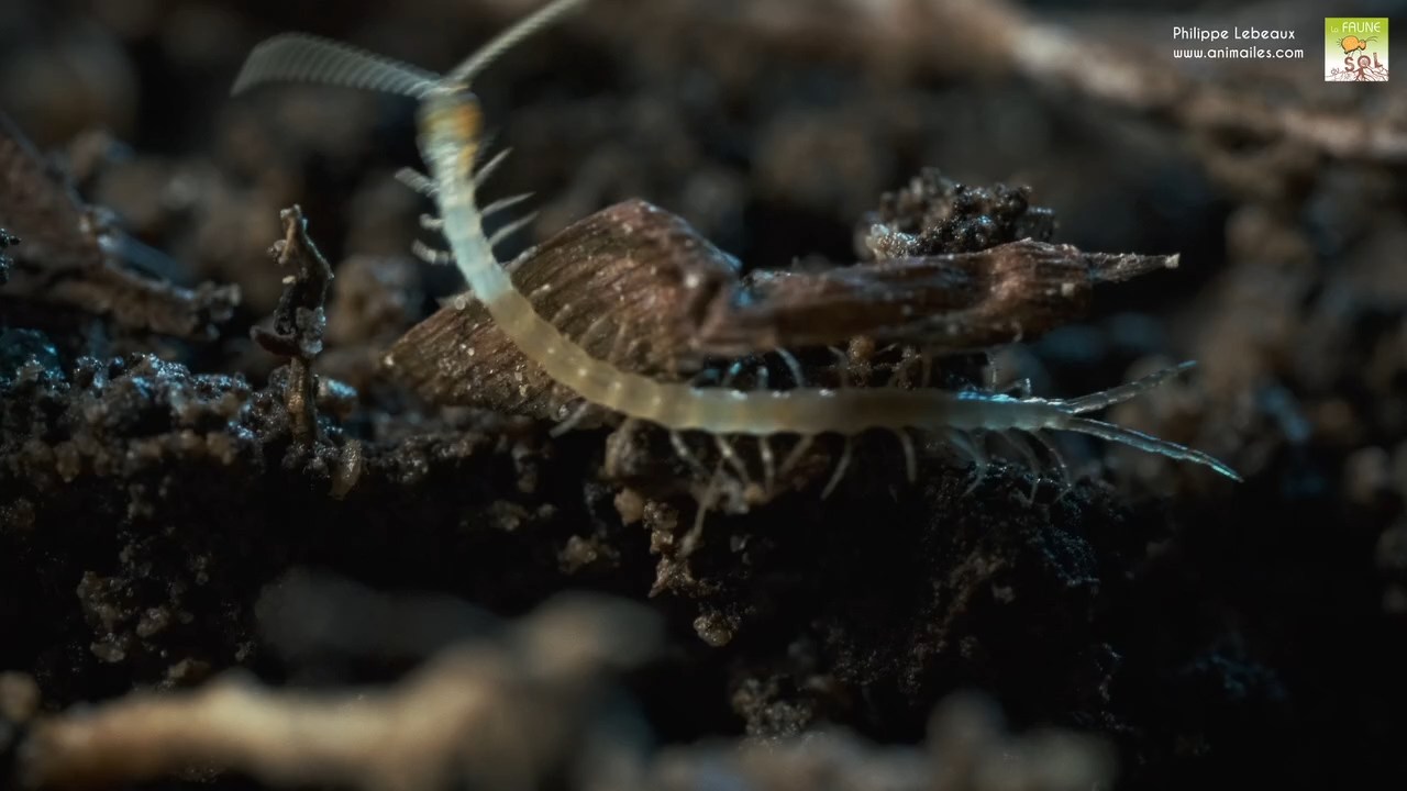Lithobius sp. juvénile