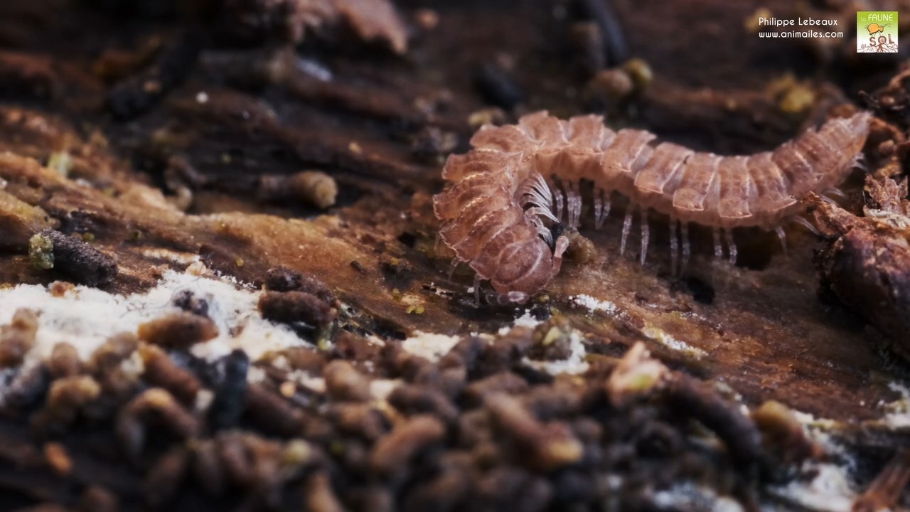 Polydesmus angustus qui se cache