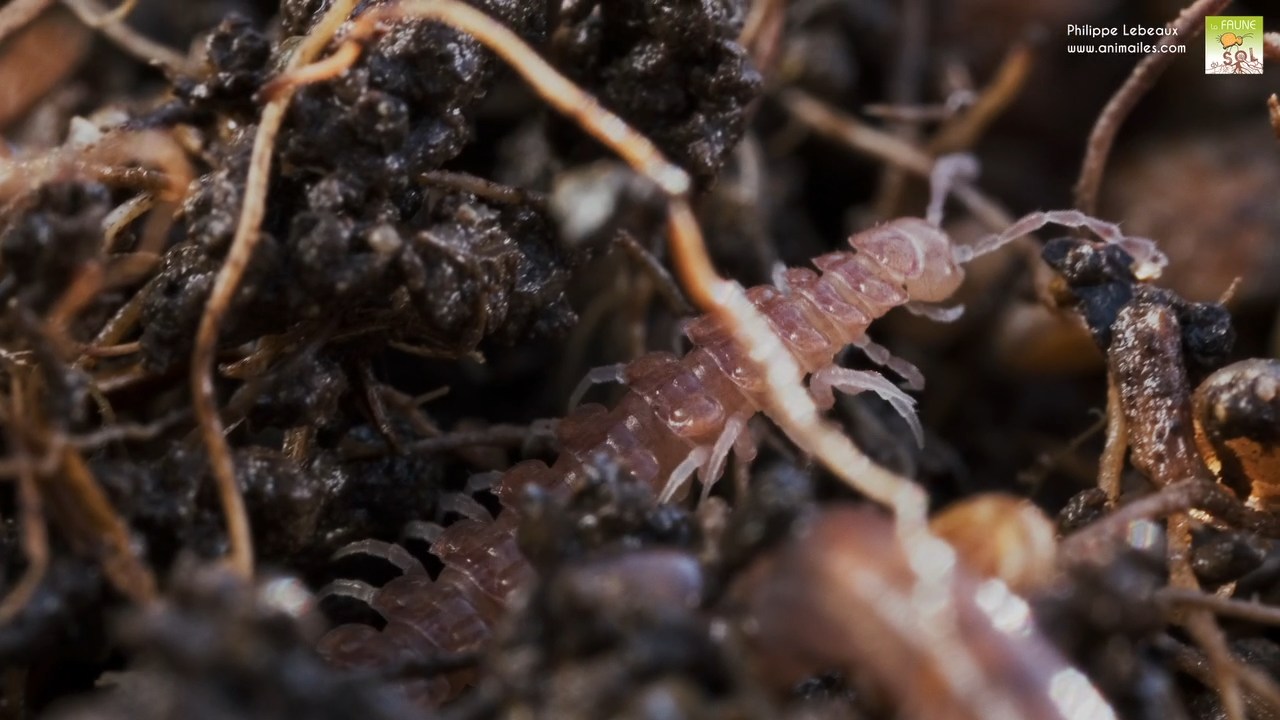 Polydesmus angustus dans humus