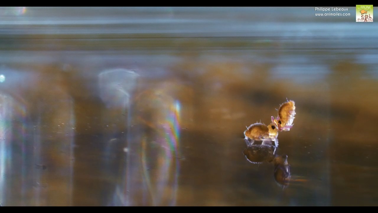Collembole Sminthurides aquaticus var. levanderi