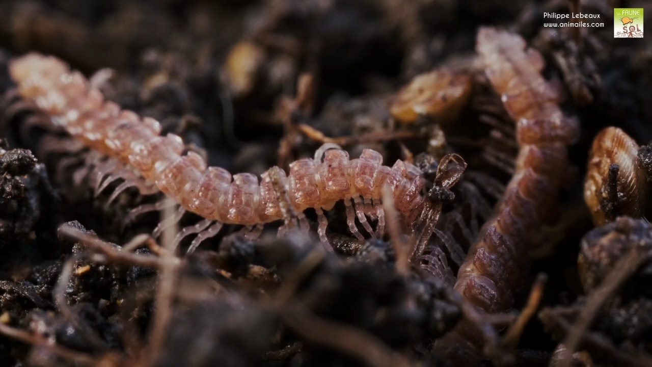 Polydesmus angustus dans humus
