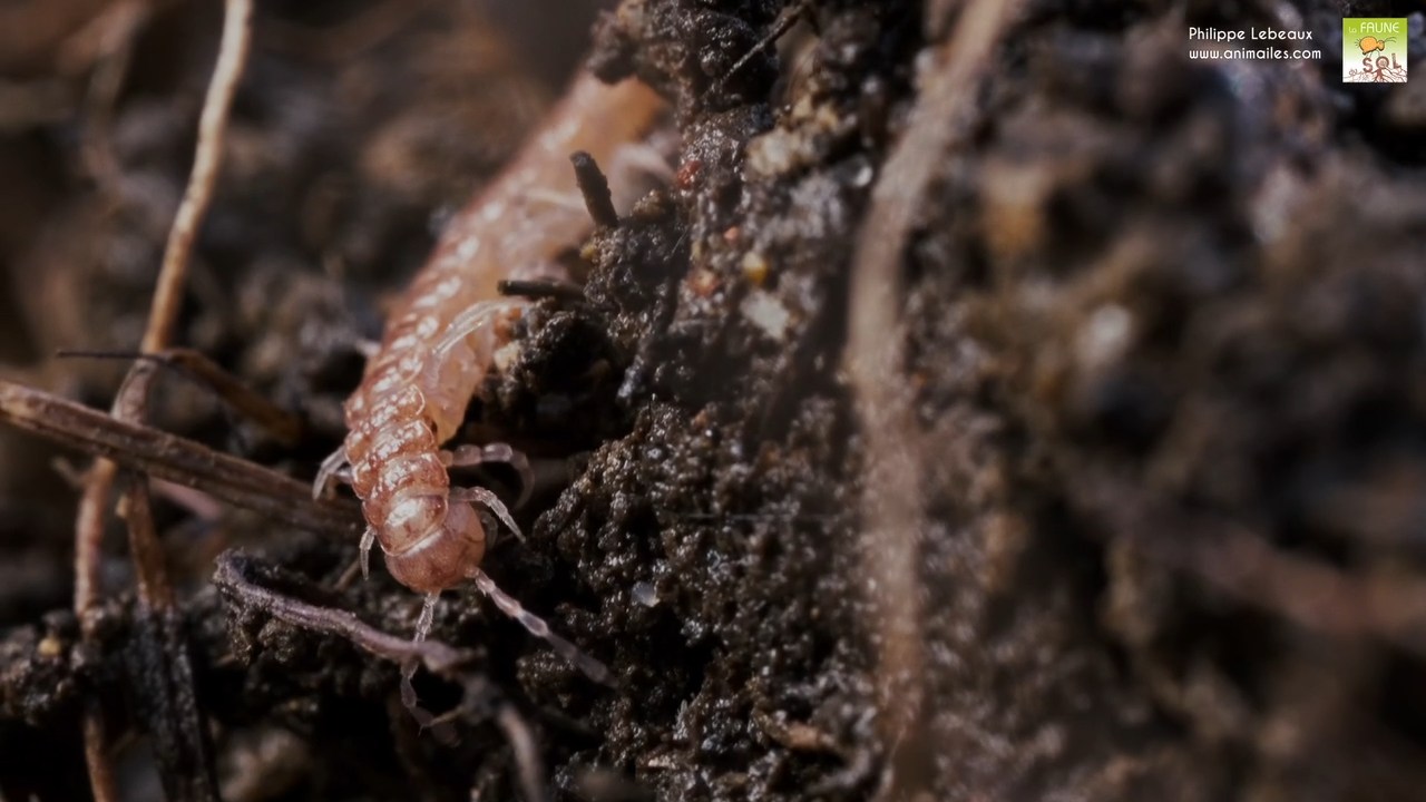 Polydesmus angustus dans humus