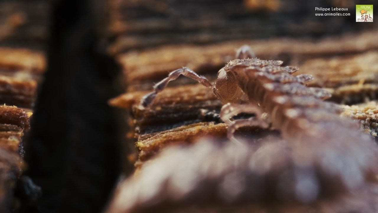 Gros plan sur Polydesmus angustus