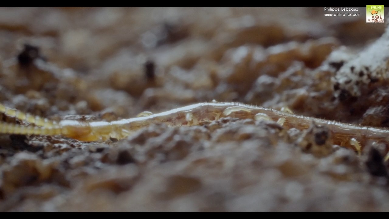 Lithobius sp.