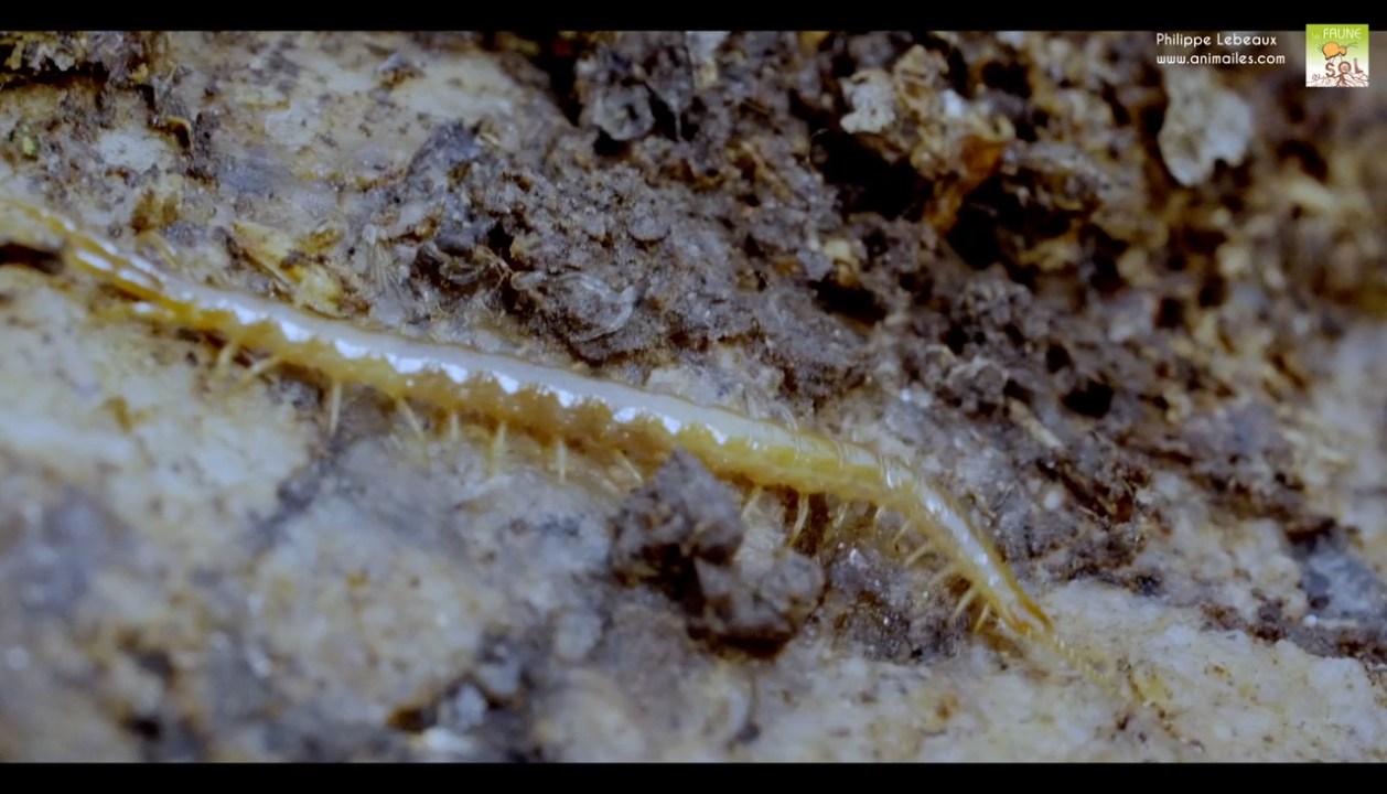 Lithobius sp.