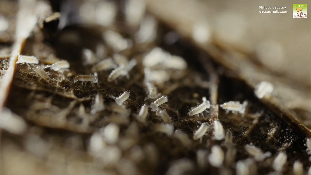Juvéniles de Polydesmus angustus