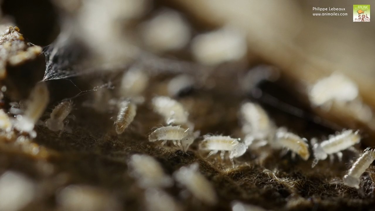 Juvéniles de Polydesmus angustus