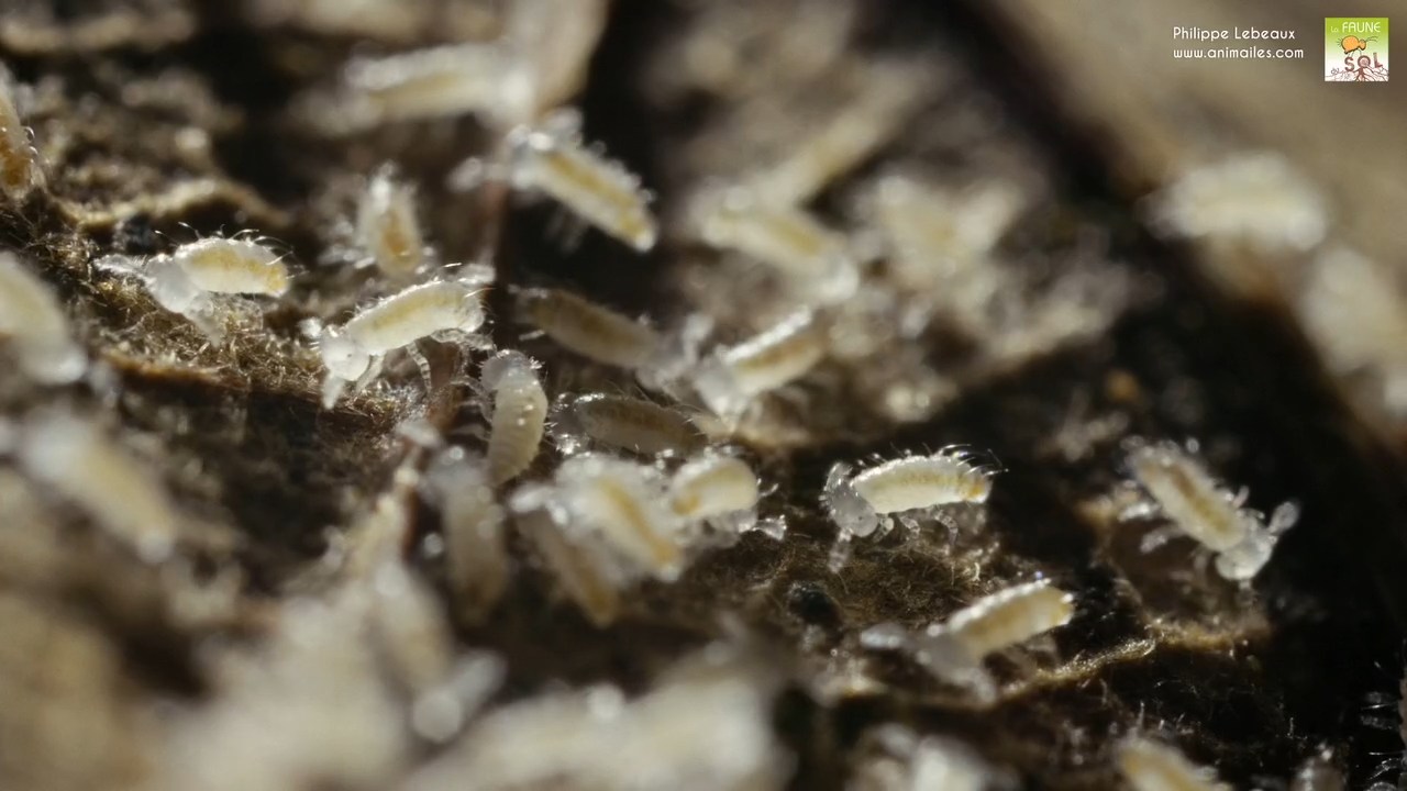 Juvéniles de Polydesmus angustus