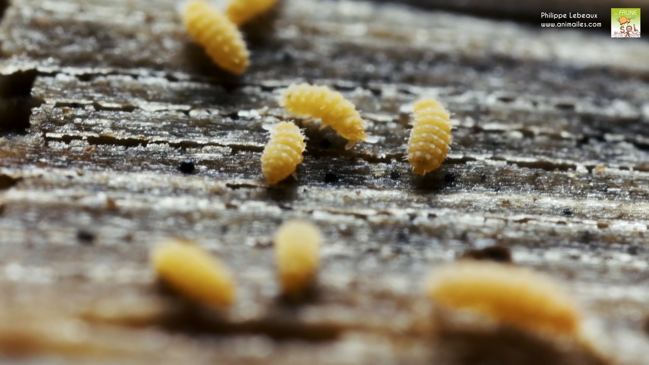 Bilobella aurantiaca