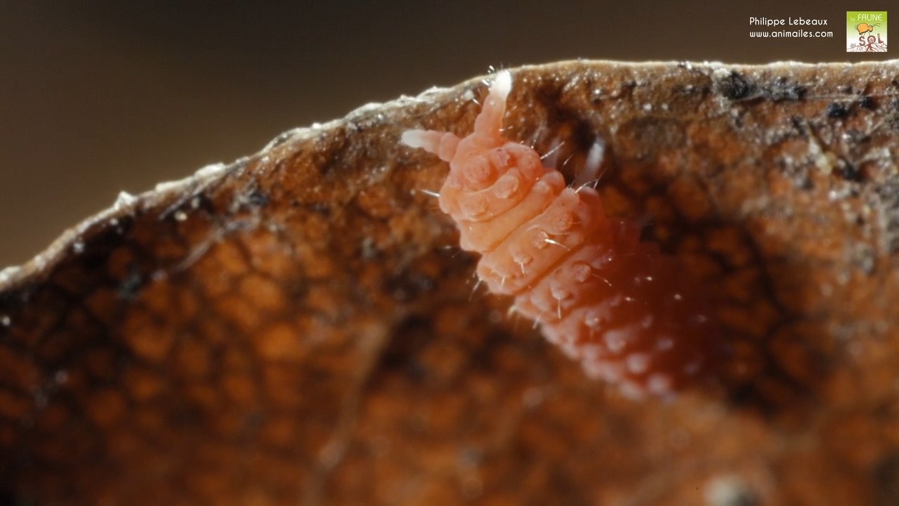Bilobella braunerae