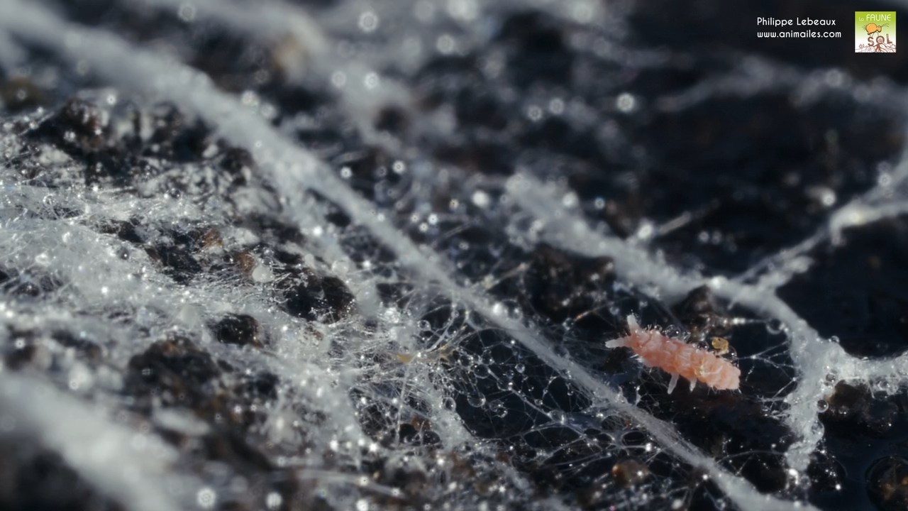 Bilobella braunerae avec mycélium