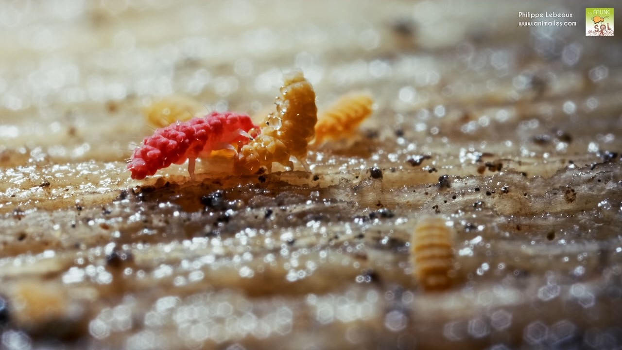 Bilobella aurantiaca et Bilobella braunerae
