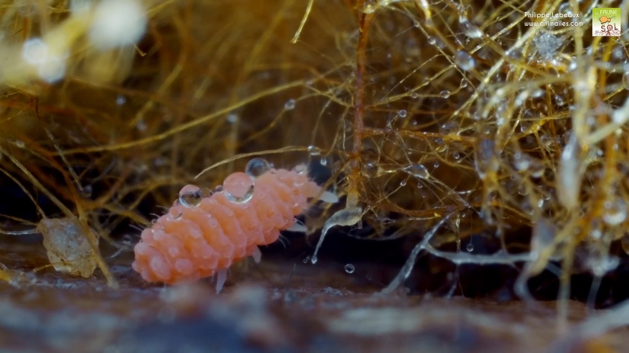 Bilobella braunerae avec racines