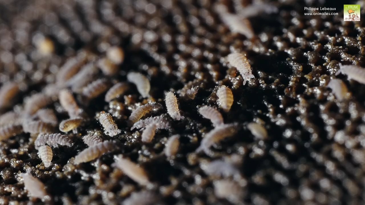 Collemboles hypogastrura sp.