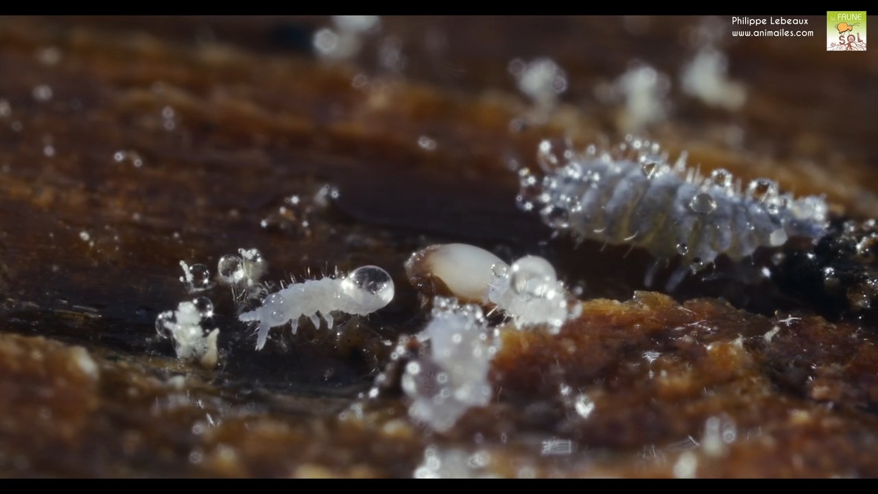 Neanura muscorum avec juvéniles
