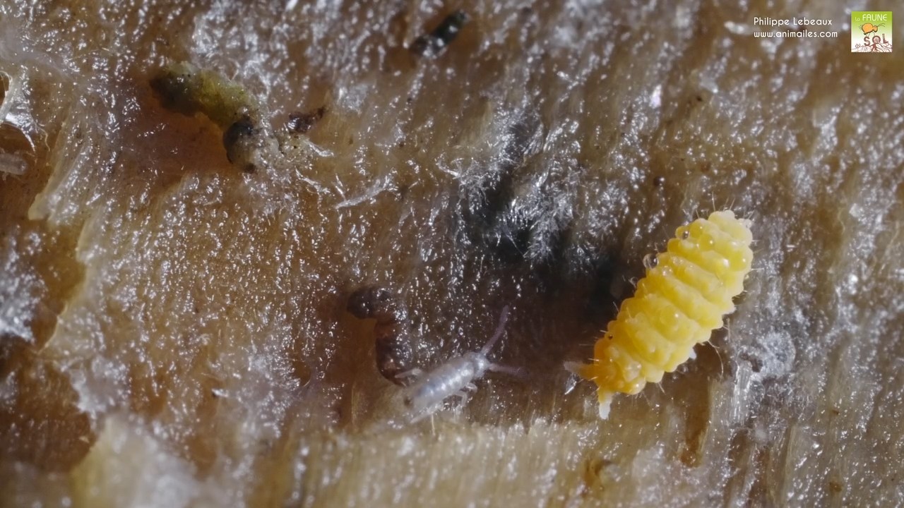 Bilobella aurantiaca et isotoma sp.