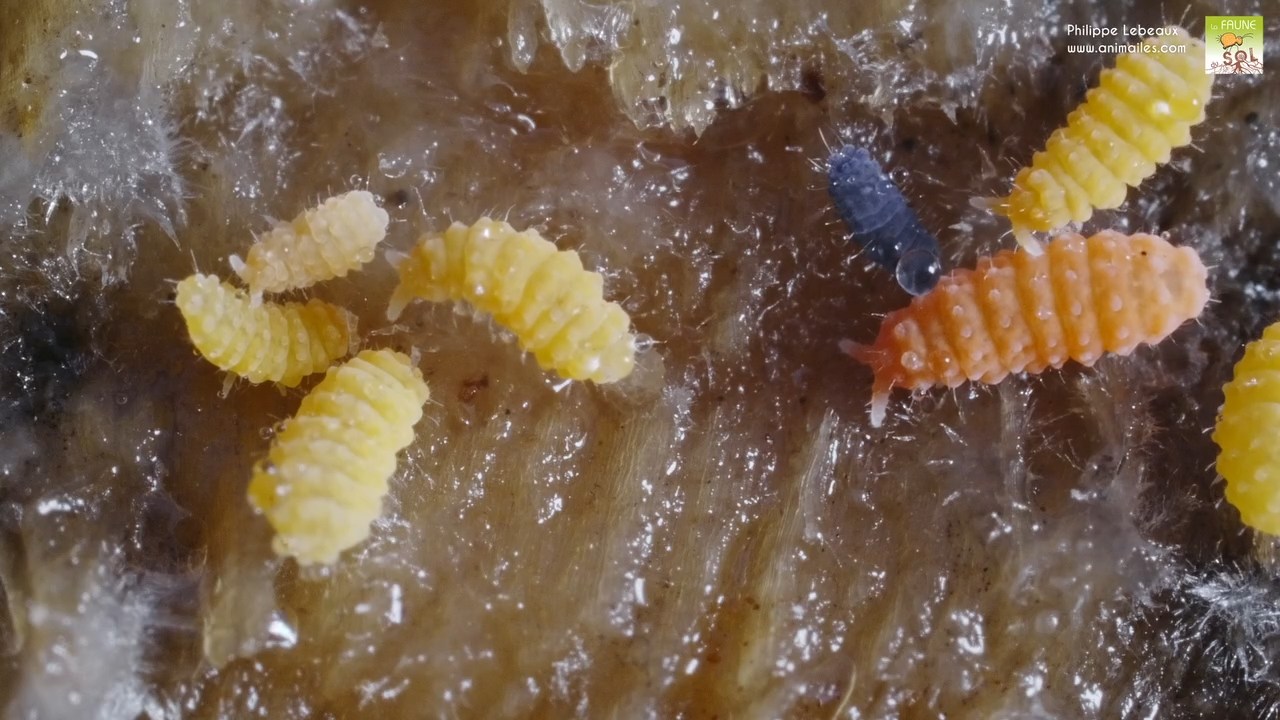 Bilobella aurantiaca, Bilobella braunerae, Neanura muscorum