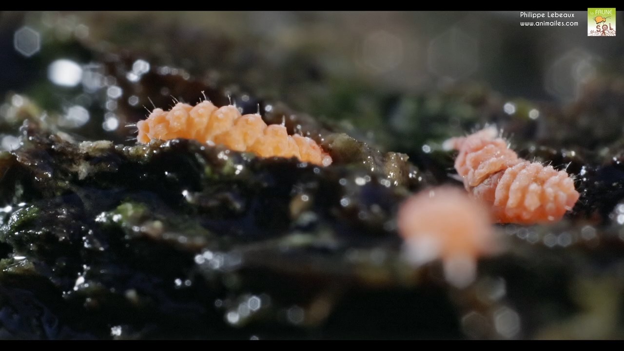 Bilobella braunerae avec acarien gamaside