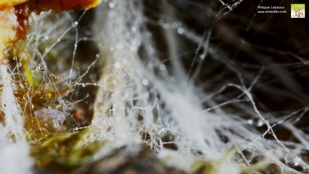 Collembole isotoma collé à des hyphes mycéliens