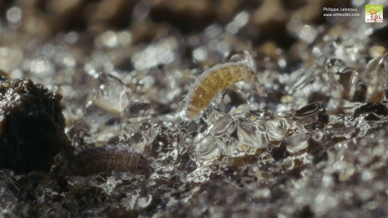 hypogastrura sp. sur cristaux de givre