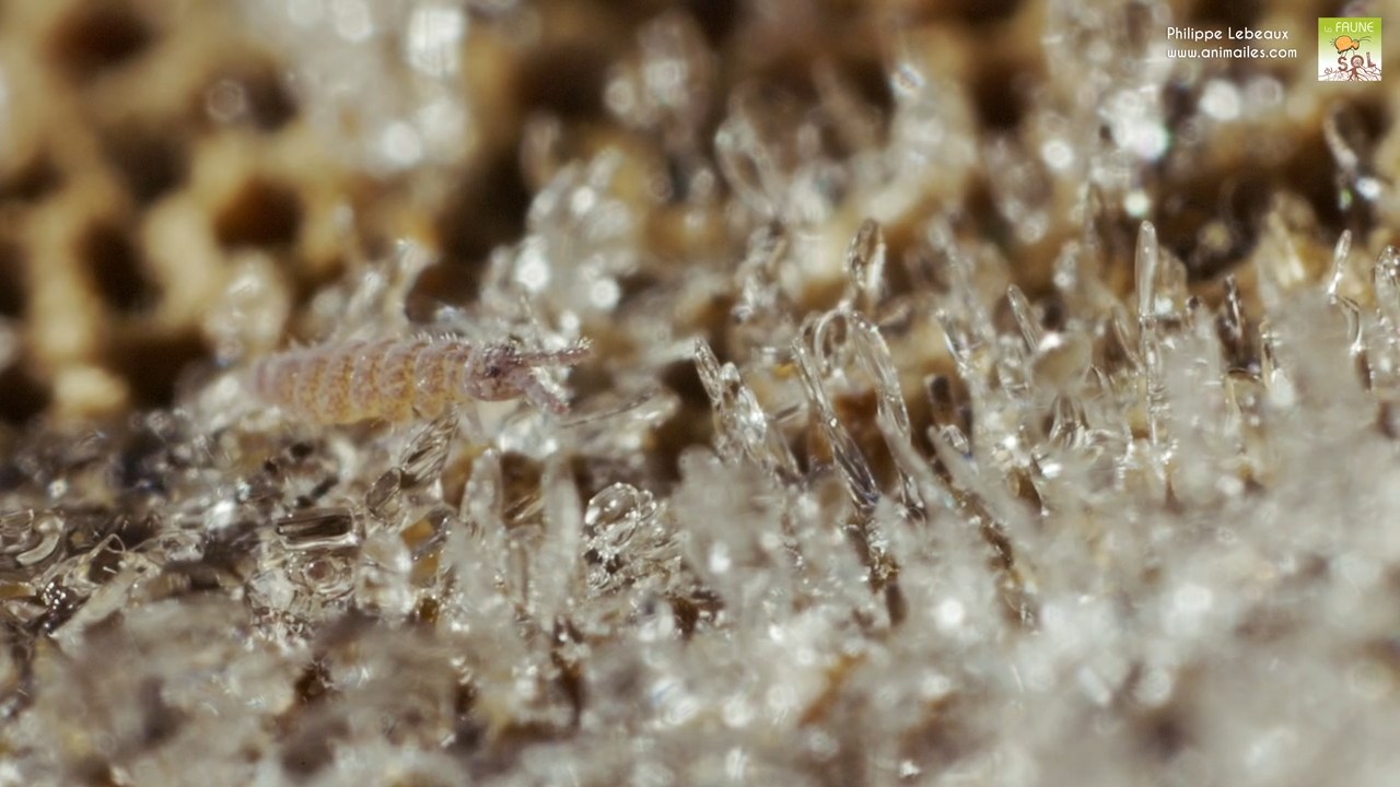 hypogastrura sp. sur cristaux de givre