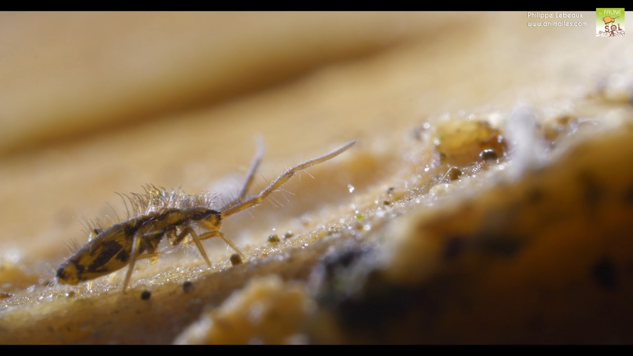 Entomobrya sp.