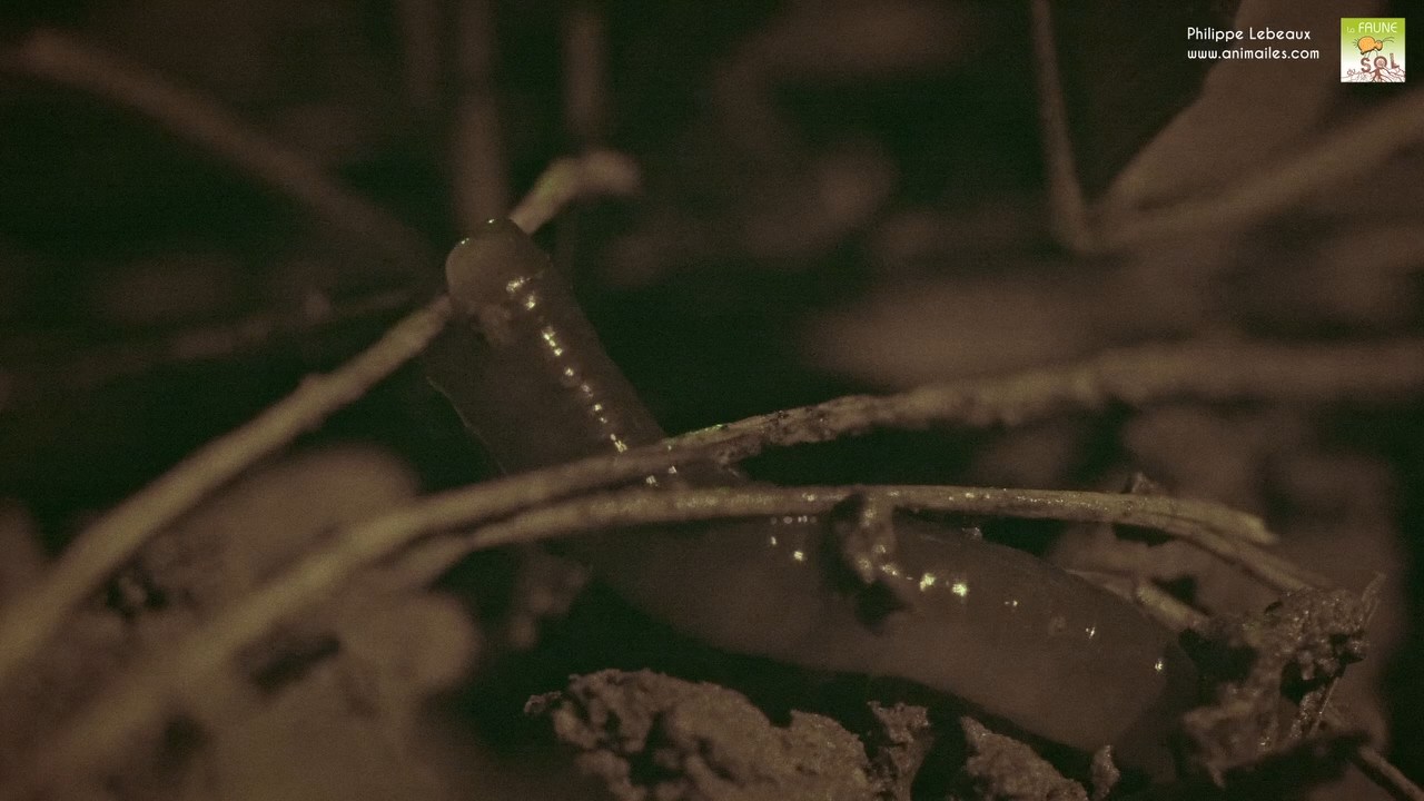 Ver anécique remontant à la surface pour se nourrir