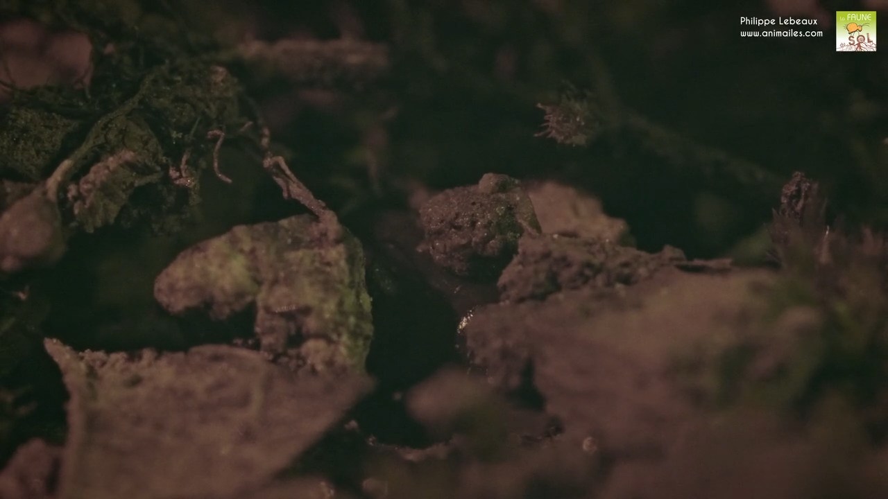 Ver anécique remontant à la surface pour se nourrir