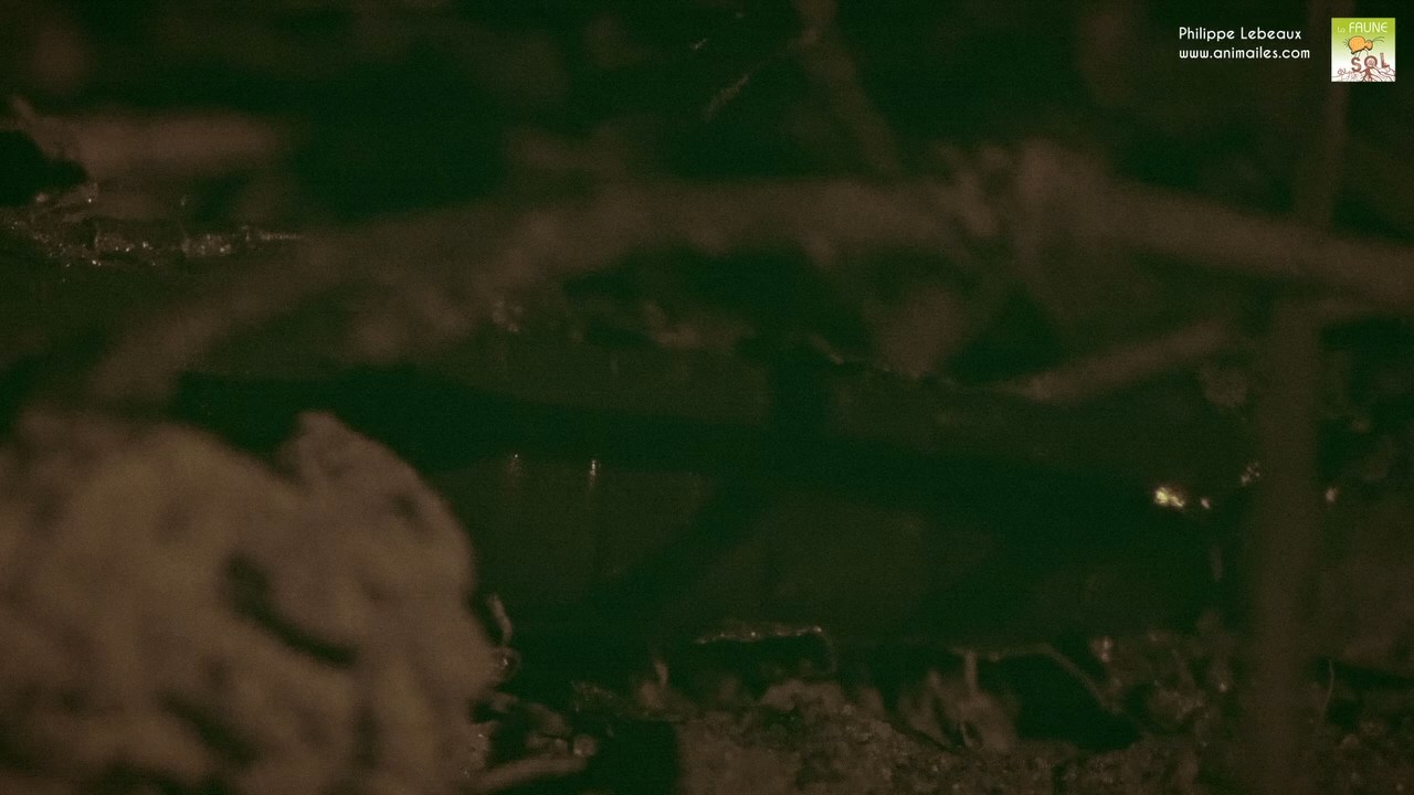 Ver anécique remontant à la surface pour se nourrir