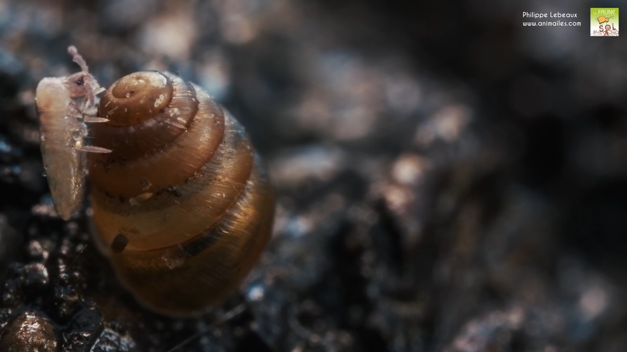 Lepidocyrtus curvicollis sur escargot