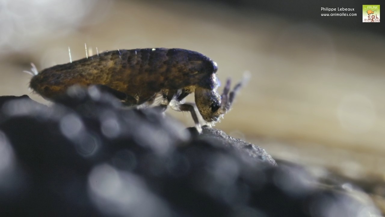 Lepidocyrtus curvicollis