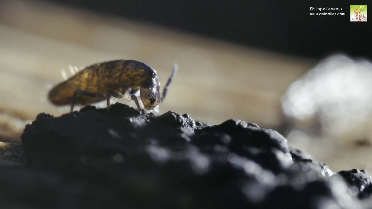 Lepidocyrtus curvicollis