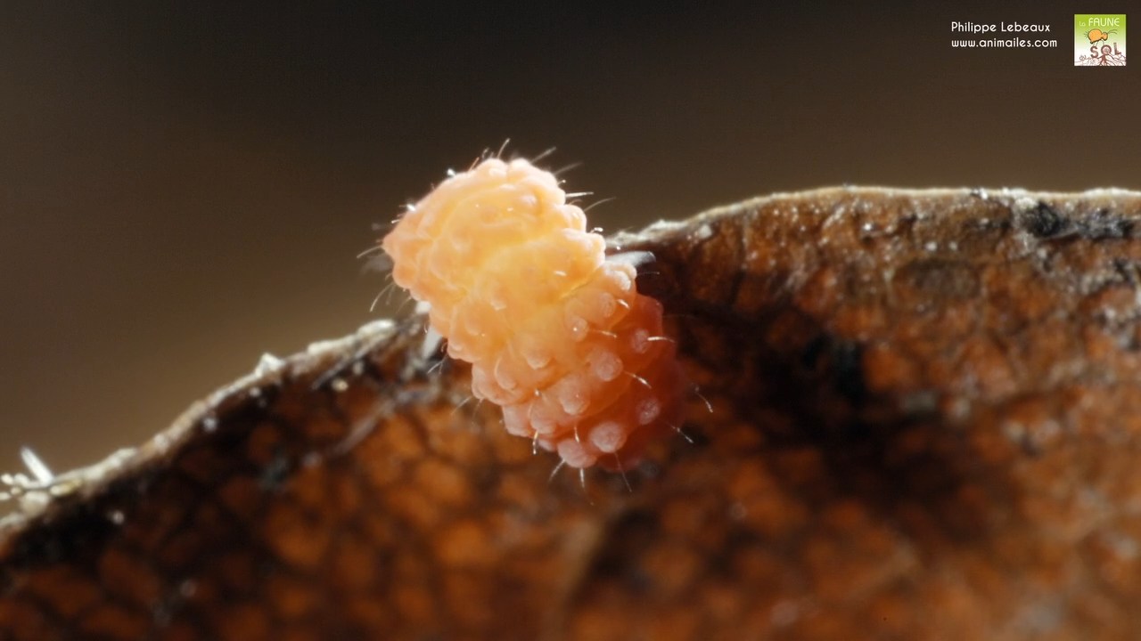 Bilobella braunerae