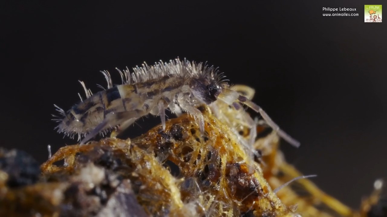 Orchesella cincta