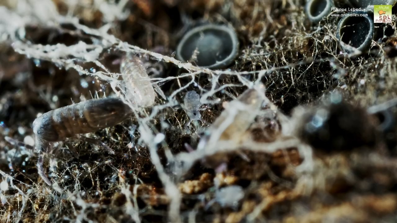 Lépidocyrtus curvicollis