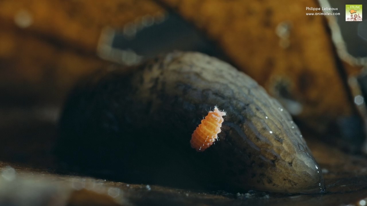 Bilobella braunerae englué sur lados d'une limace tigrée