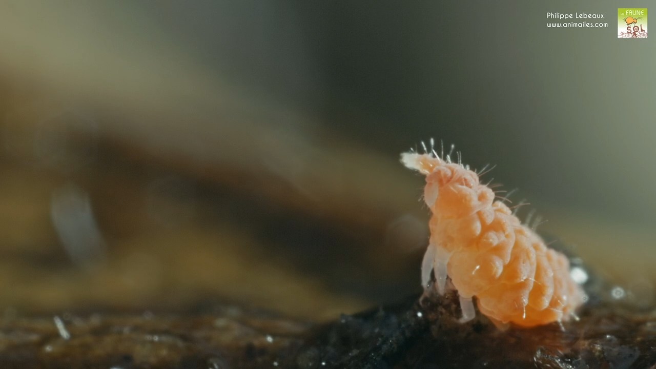 Bilobella braunerae englué sur lados d'une limace tigrée