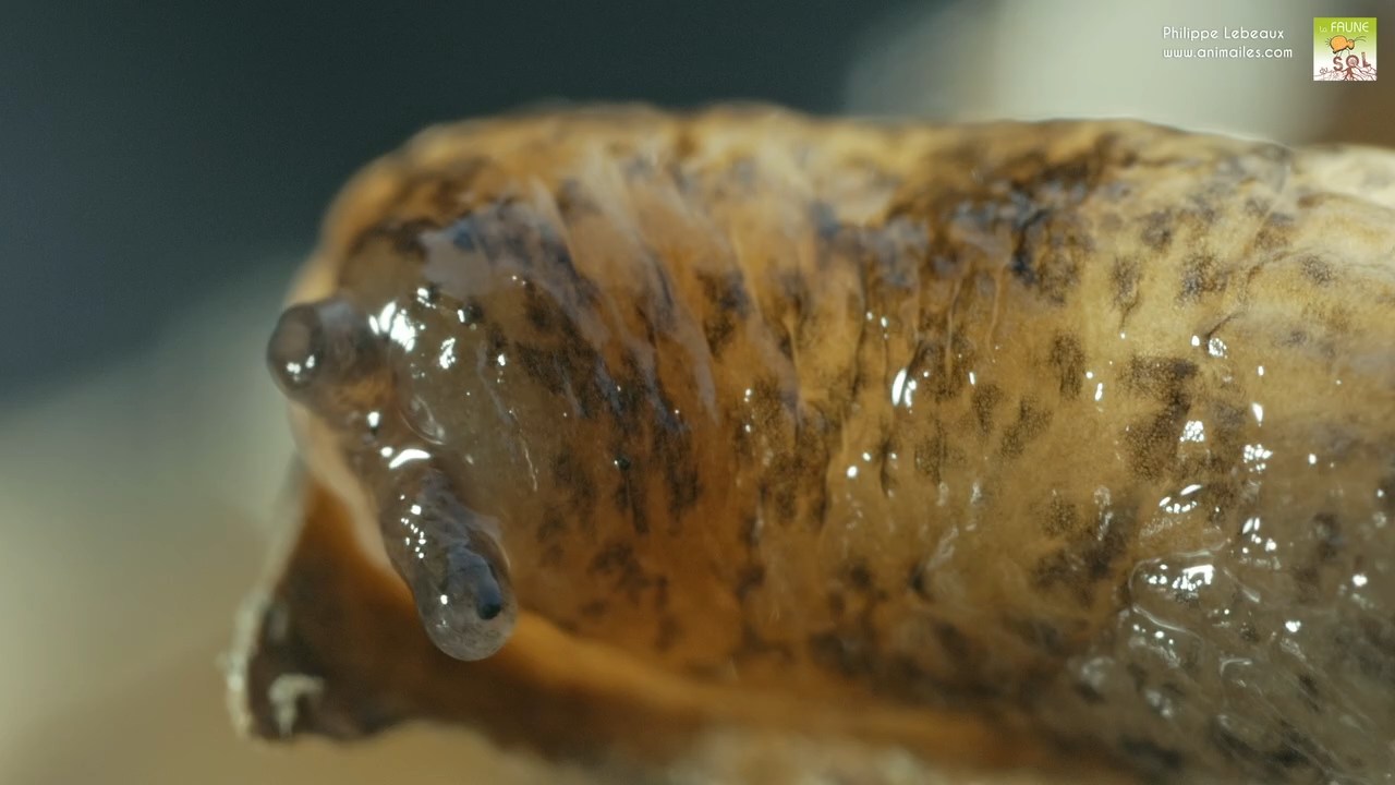 Bilobella braunerae englué sur lados d'une limace tigrée