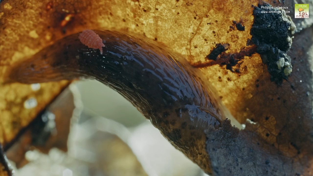 Bilobella braunerae englué sur lados d'une limace tigrée