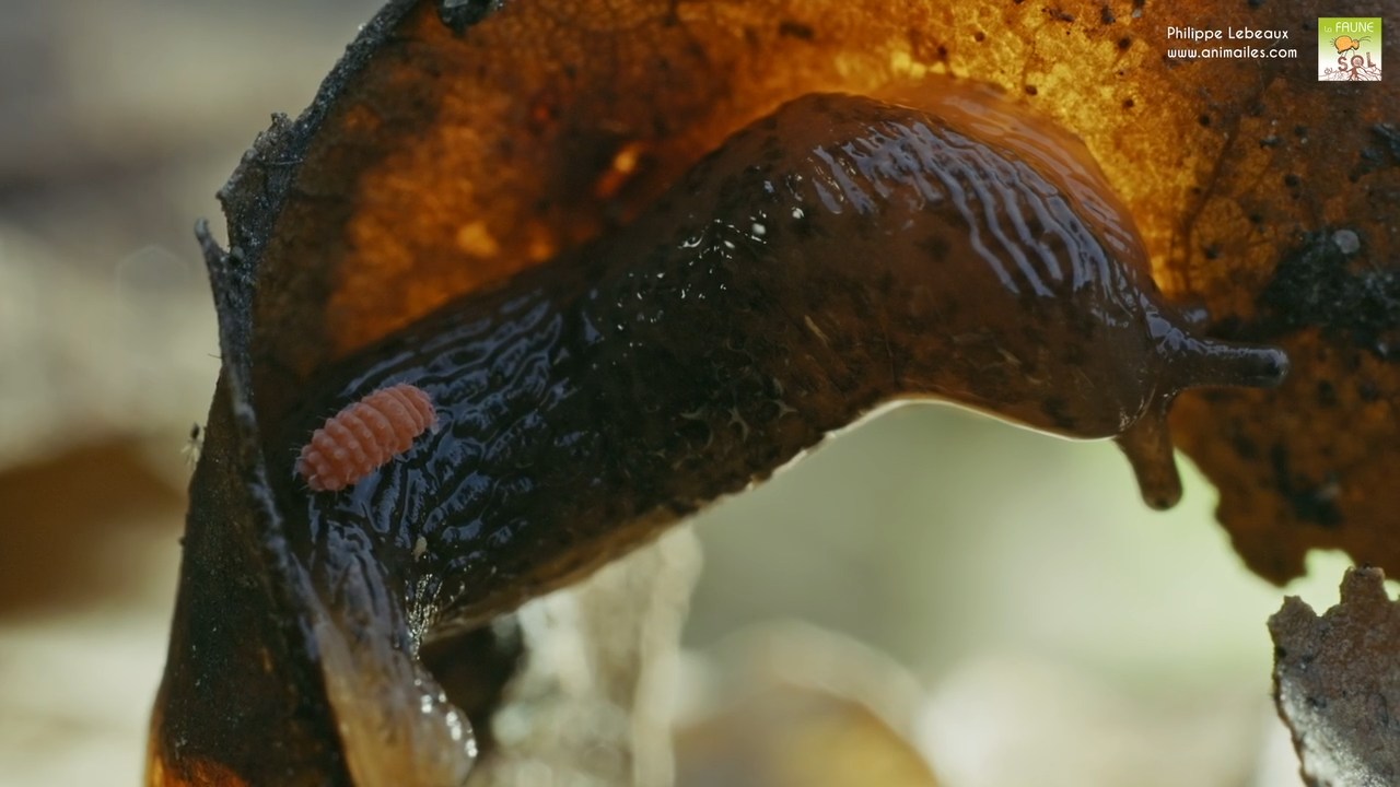 Bilobella braunerae englué sur lados d'une limace tigrée