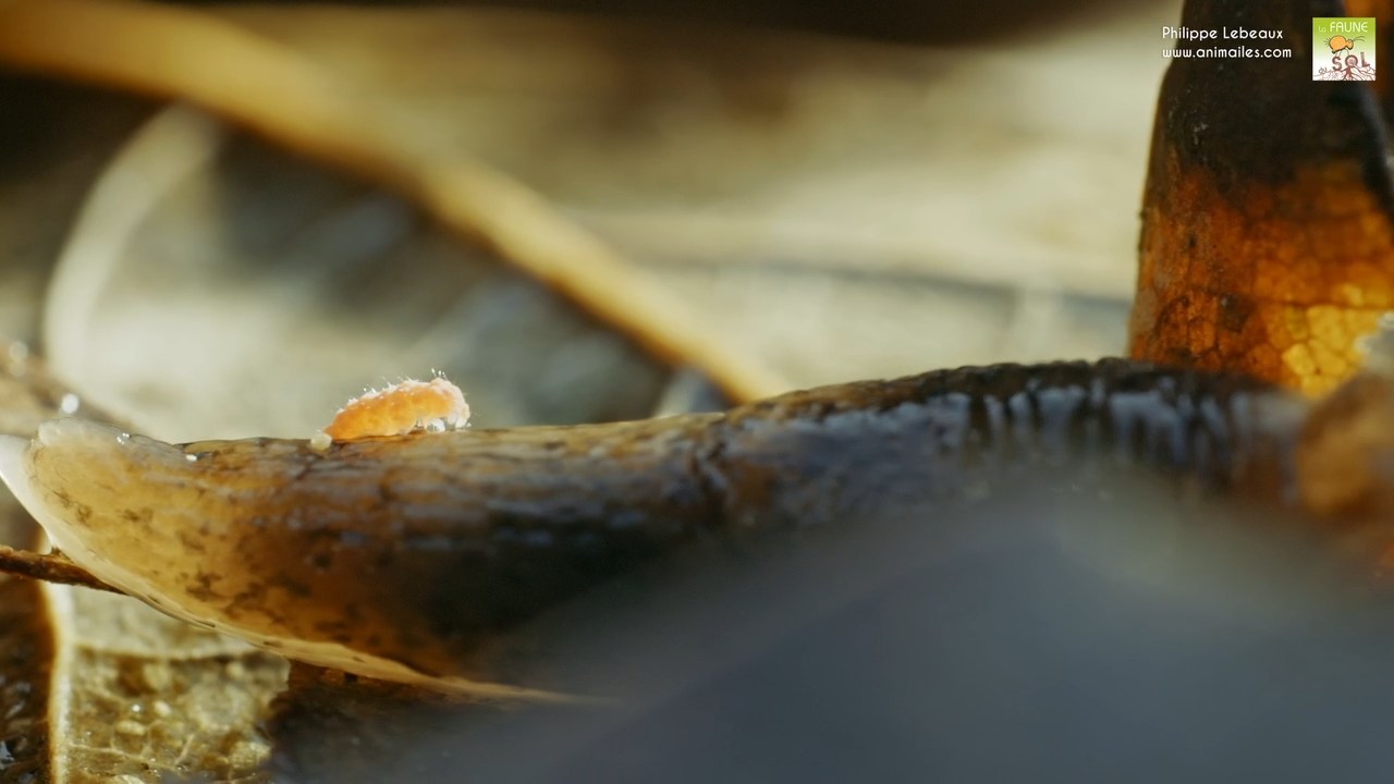 Bilobella braunerae englué sur lados d'une limace tigrée