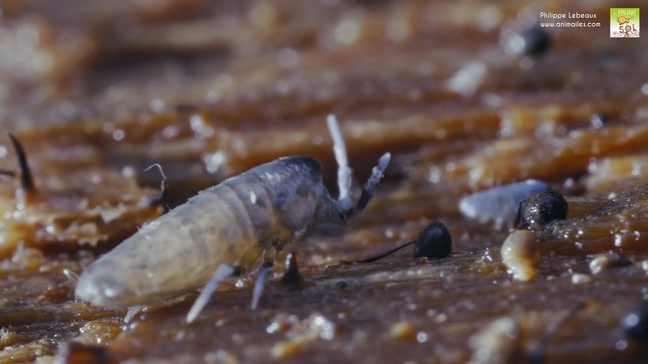 Lépidocyrtus curvicollis
