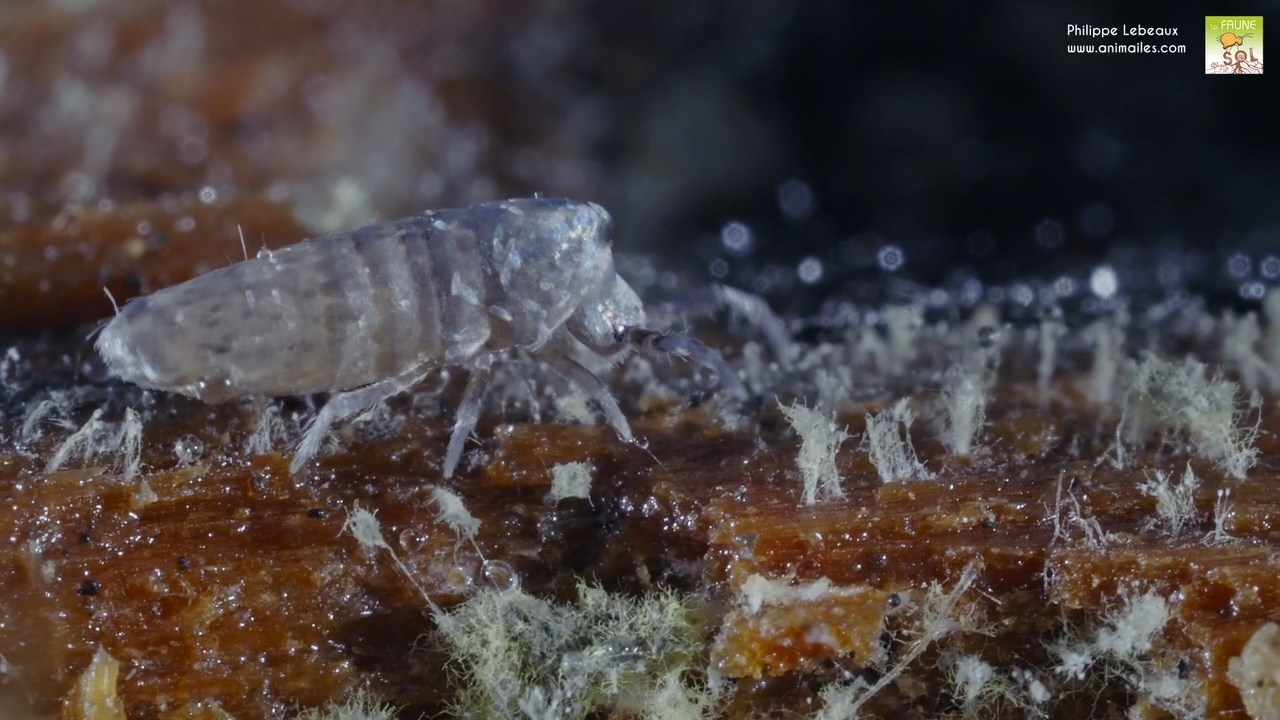 Lepidocyrtus curvicollis