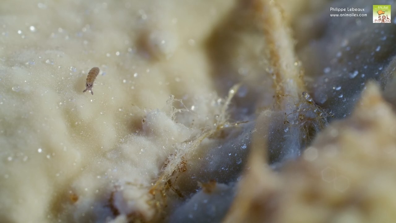 hypogastrura sp.
