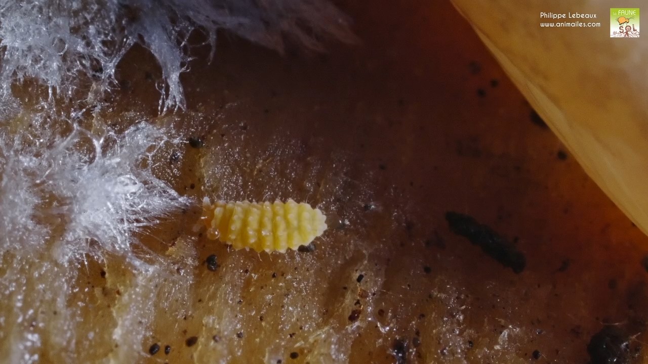 Bilobella aurantiaca avec limace