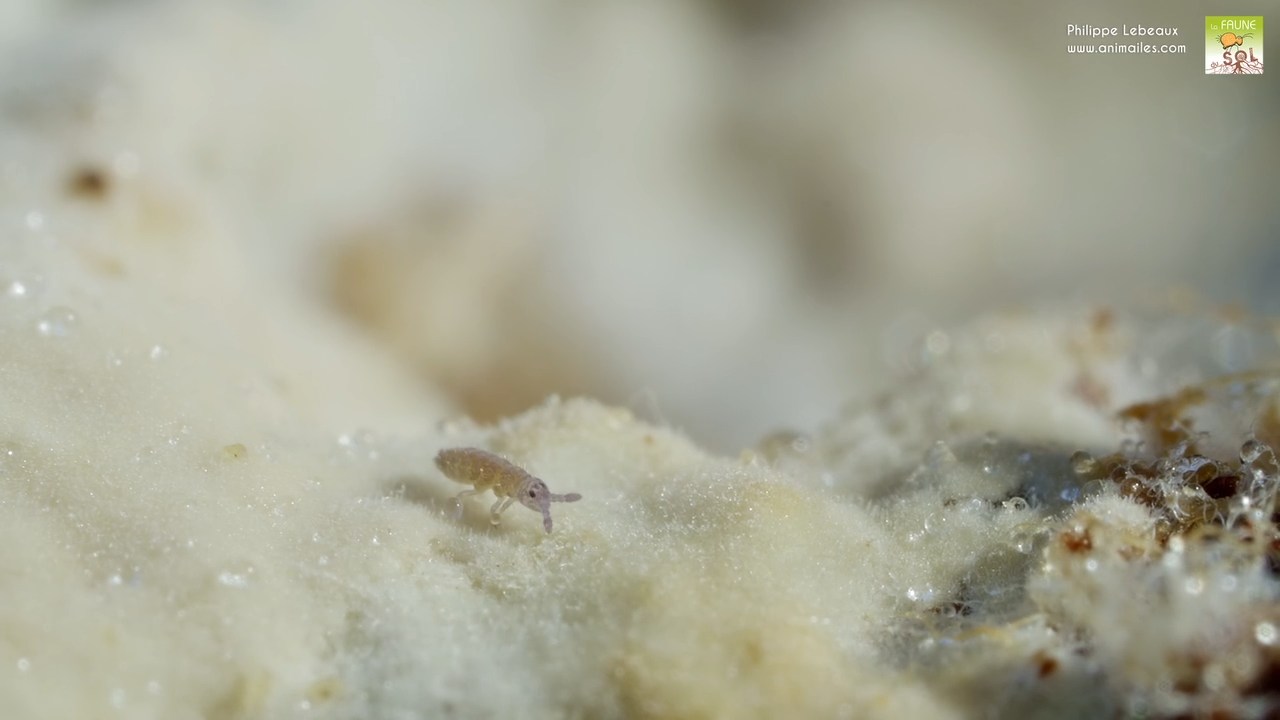 hypogastrura sp.