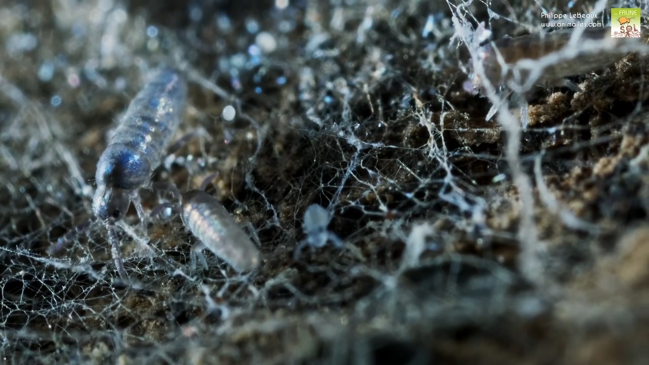 Lépidocyrtus curvicollis